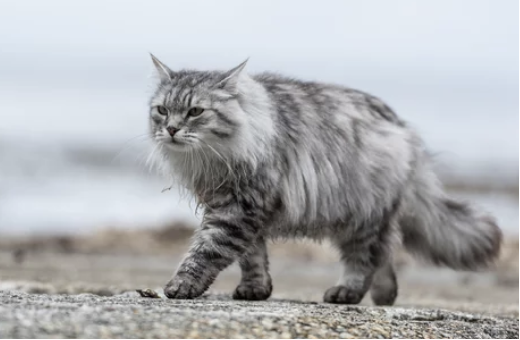 시베리안 고양이 분양 가격