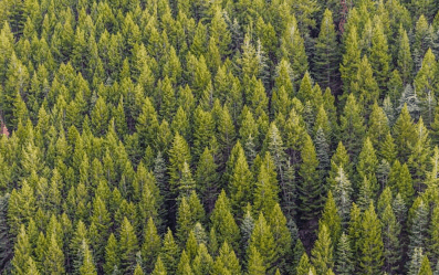 식목일 나무 무료