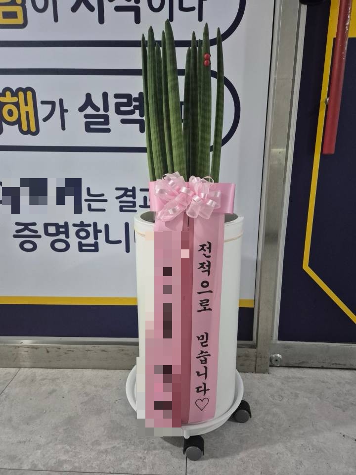 부산 해운대구 선물용 개업 화분 추천, 화분 배달, 축하 화분, 당일 배송, 꽃배달