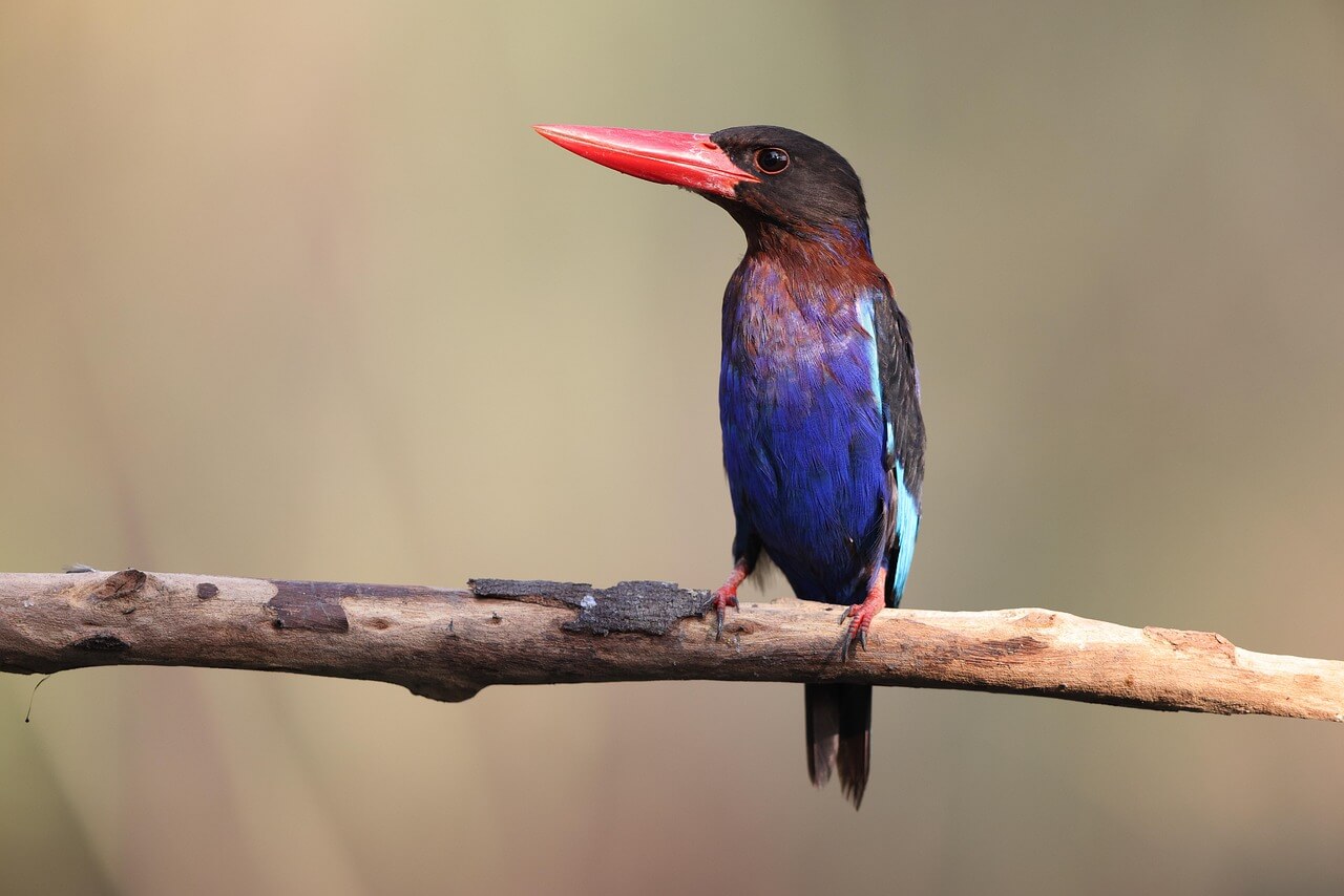 섬 생태계의 위기: 고유종이 많은 섬에서 왜 멸종이 더 빨리 일어나는가 개관