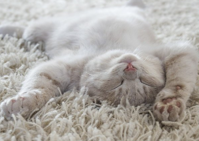 위를 보고 불룩한 배를 보이고 있는 새끼 고양이.