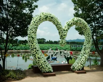 무안 연꽃축제_5