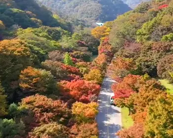 내장산 단풍_8