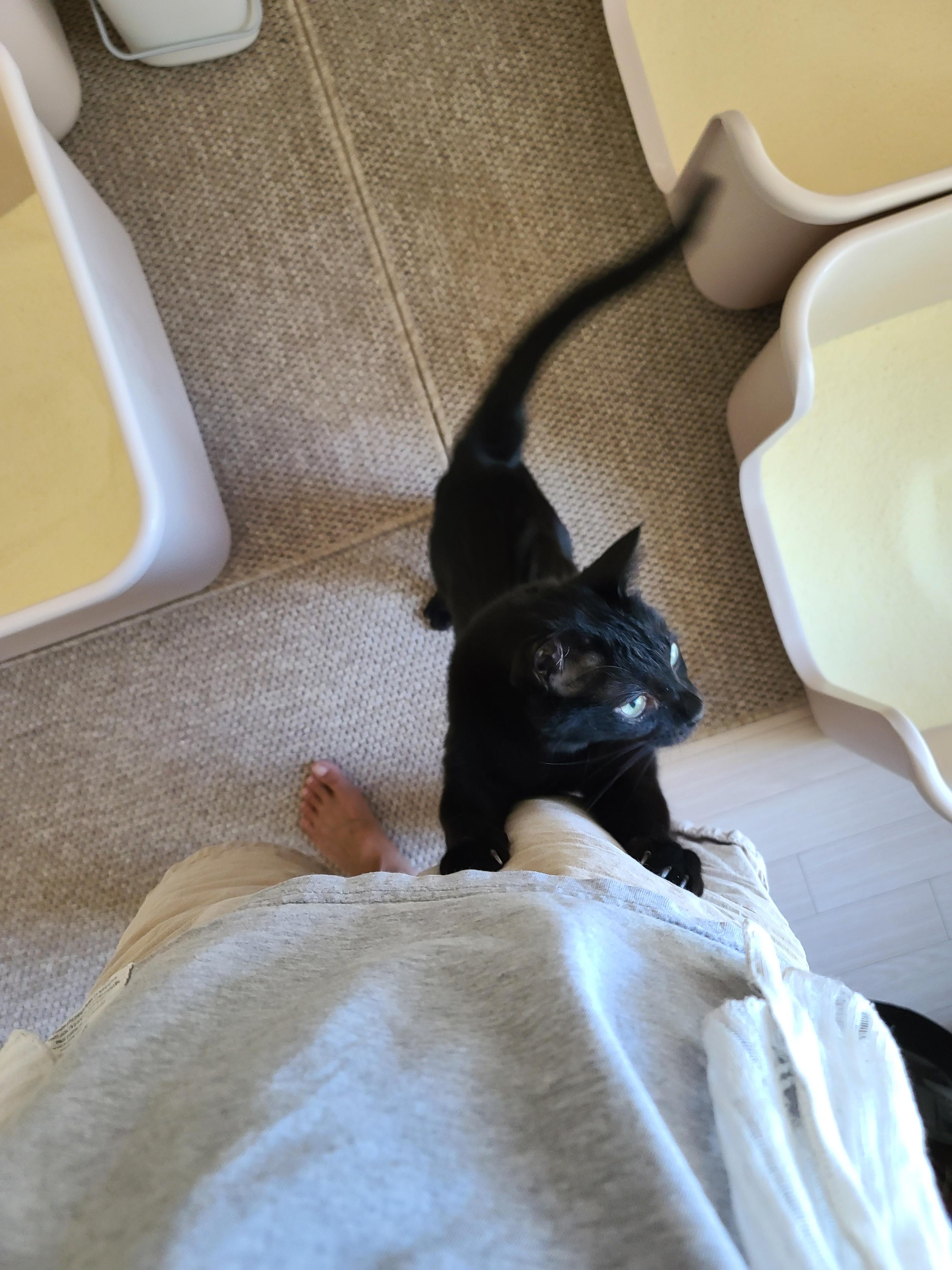 악덕 올블랙고양이 건이