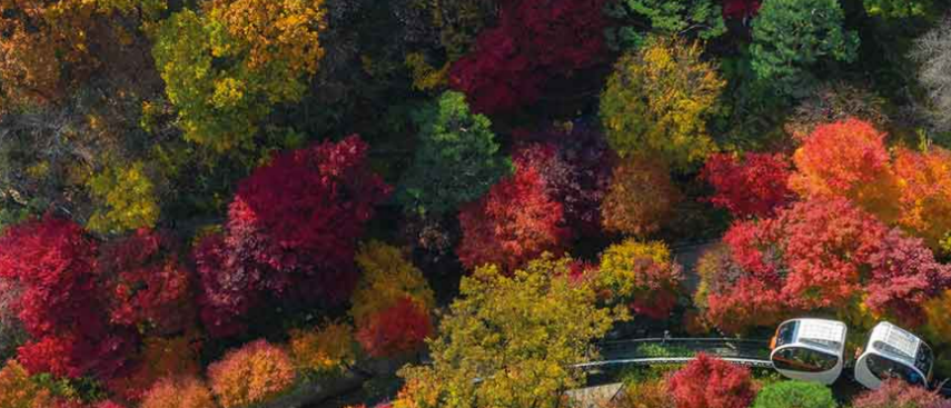 화담숲 가을 단풍 축제