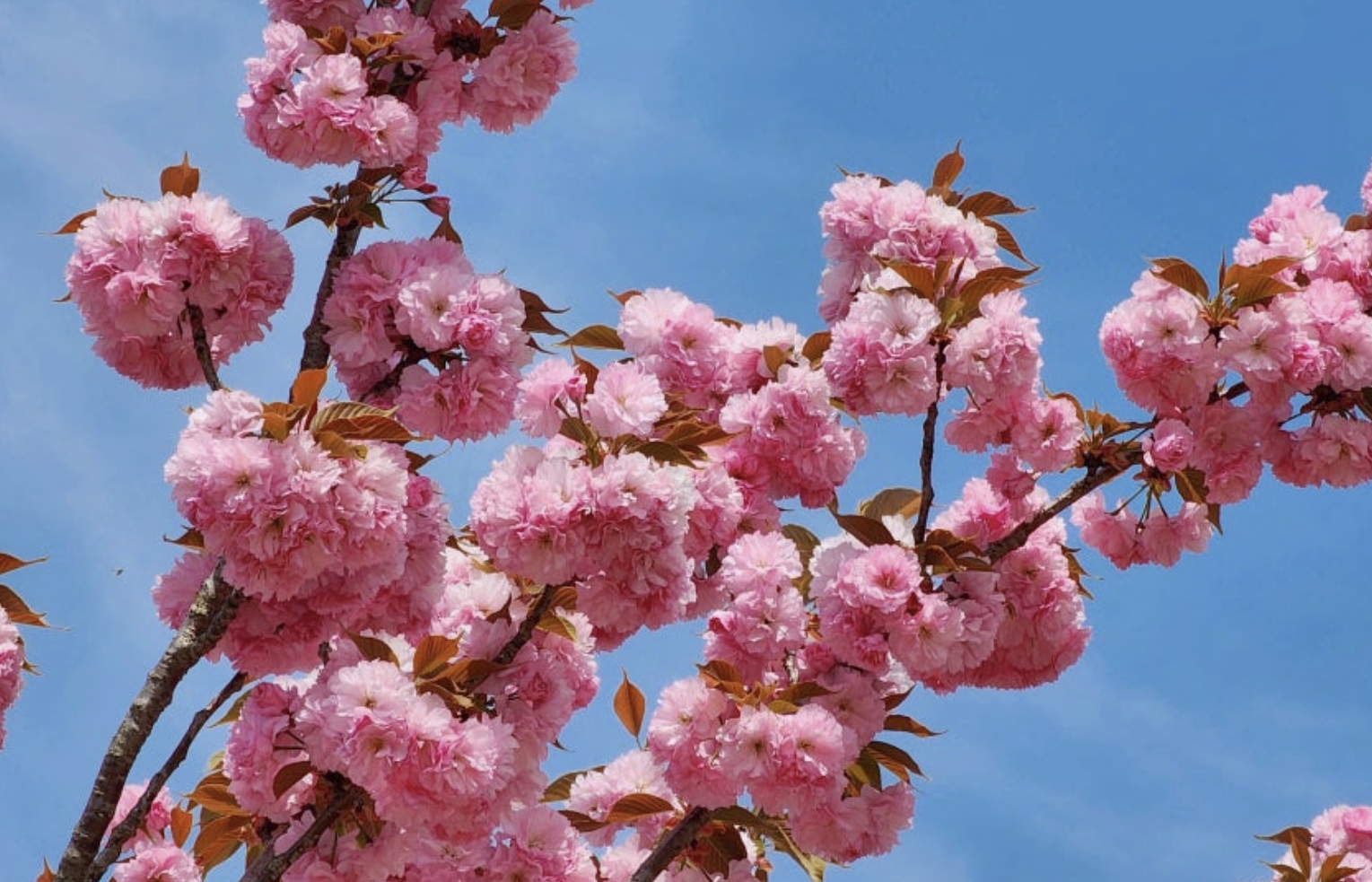 겹벚꽃 관련 사진