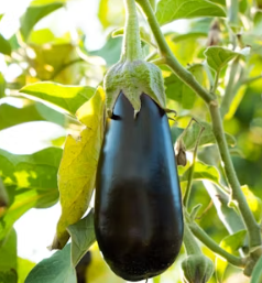 가지 효능 놀라운 9가지 부작용 고르는법 칼로리