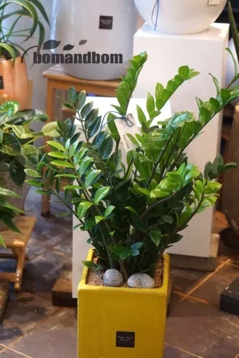 금전수 물주기 과습예방 배수층 만들기 흙선택 시니어도 편한 관리_10