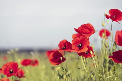 정원꾸미기 아름다운 빨간 꽃 - 양귀비꽃