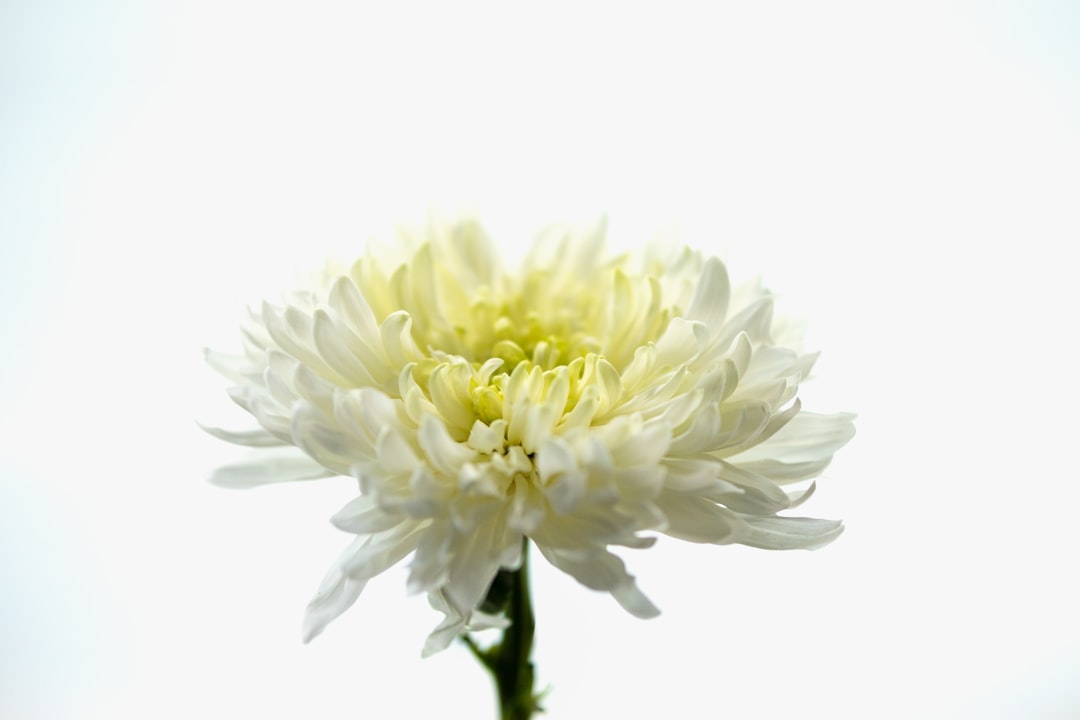 Chrysanthemum