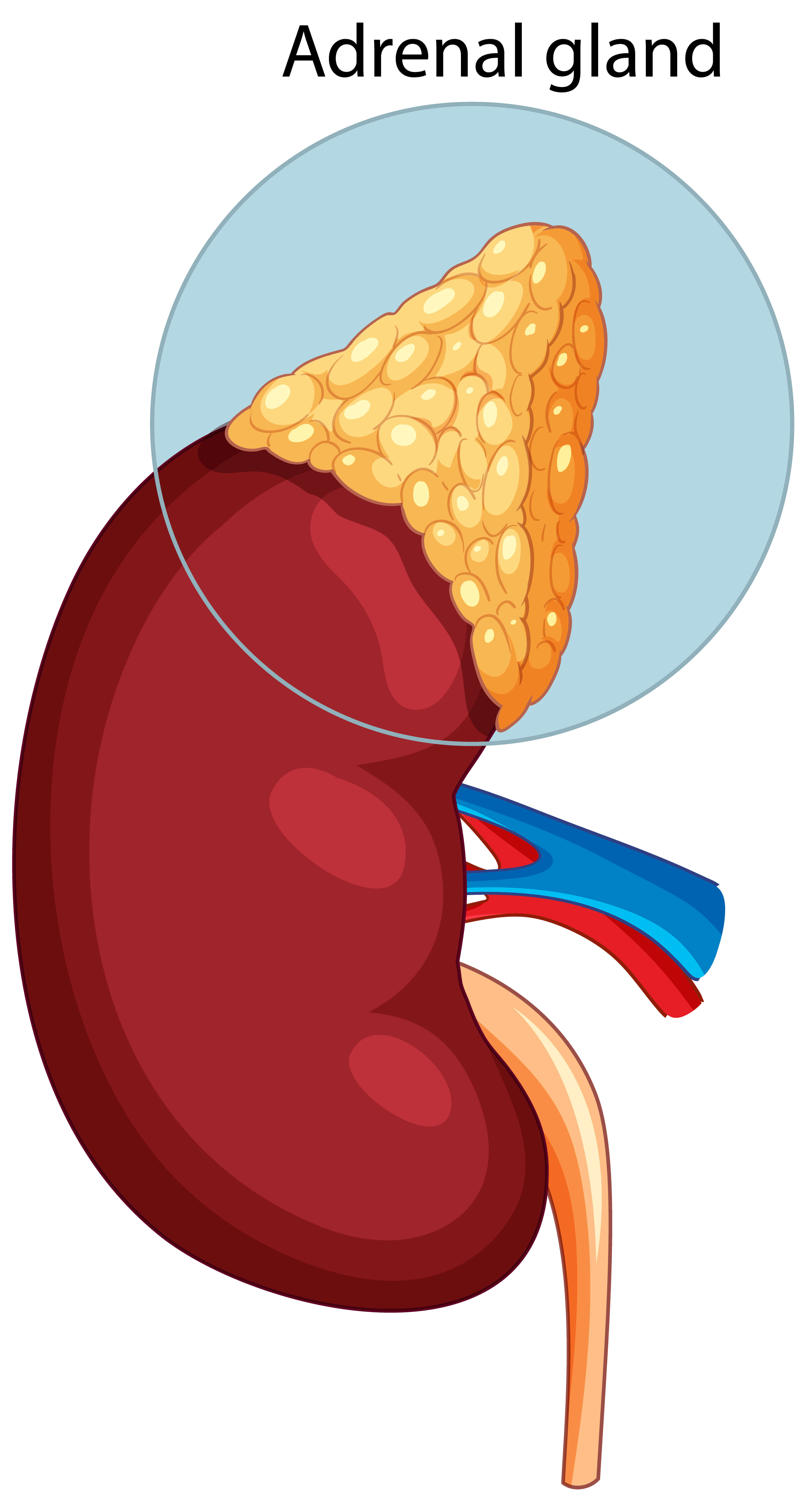 Adrenal Gland