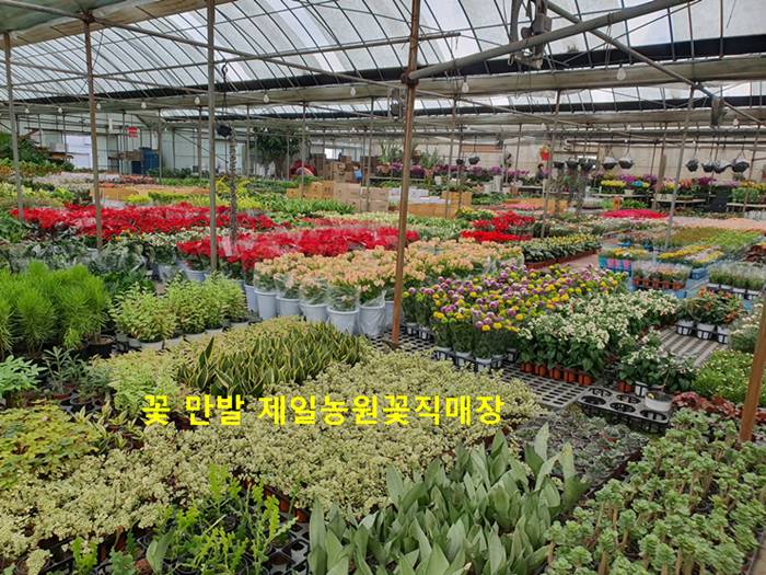 꽃 만발 제일농원꽃직매장