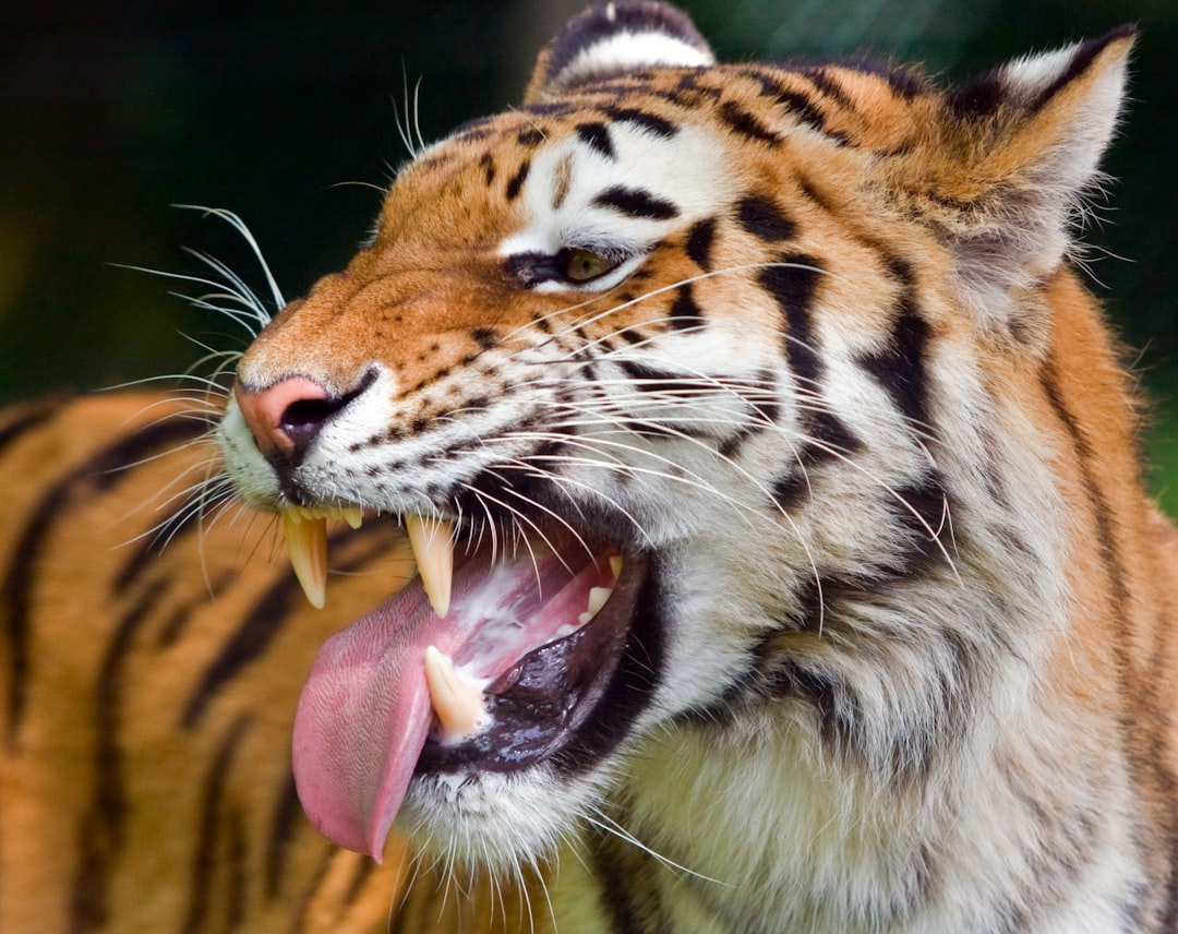 tiger