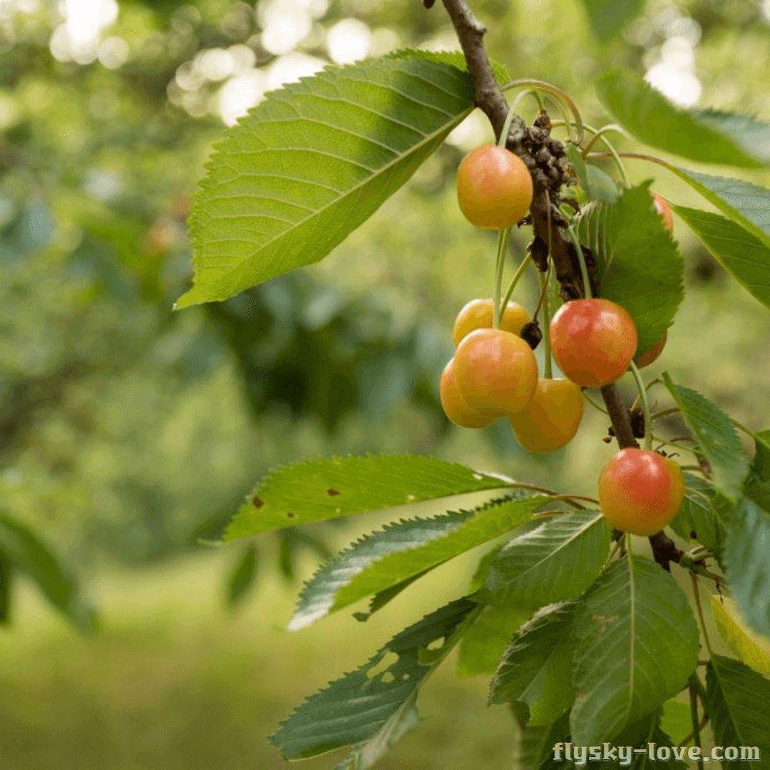 달고 맛있는 레이니어 체리