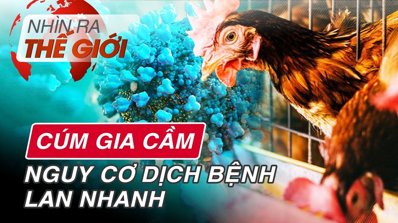 베트남의 조류독감 관련 뉴스 캡처