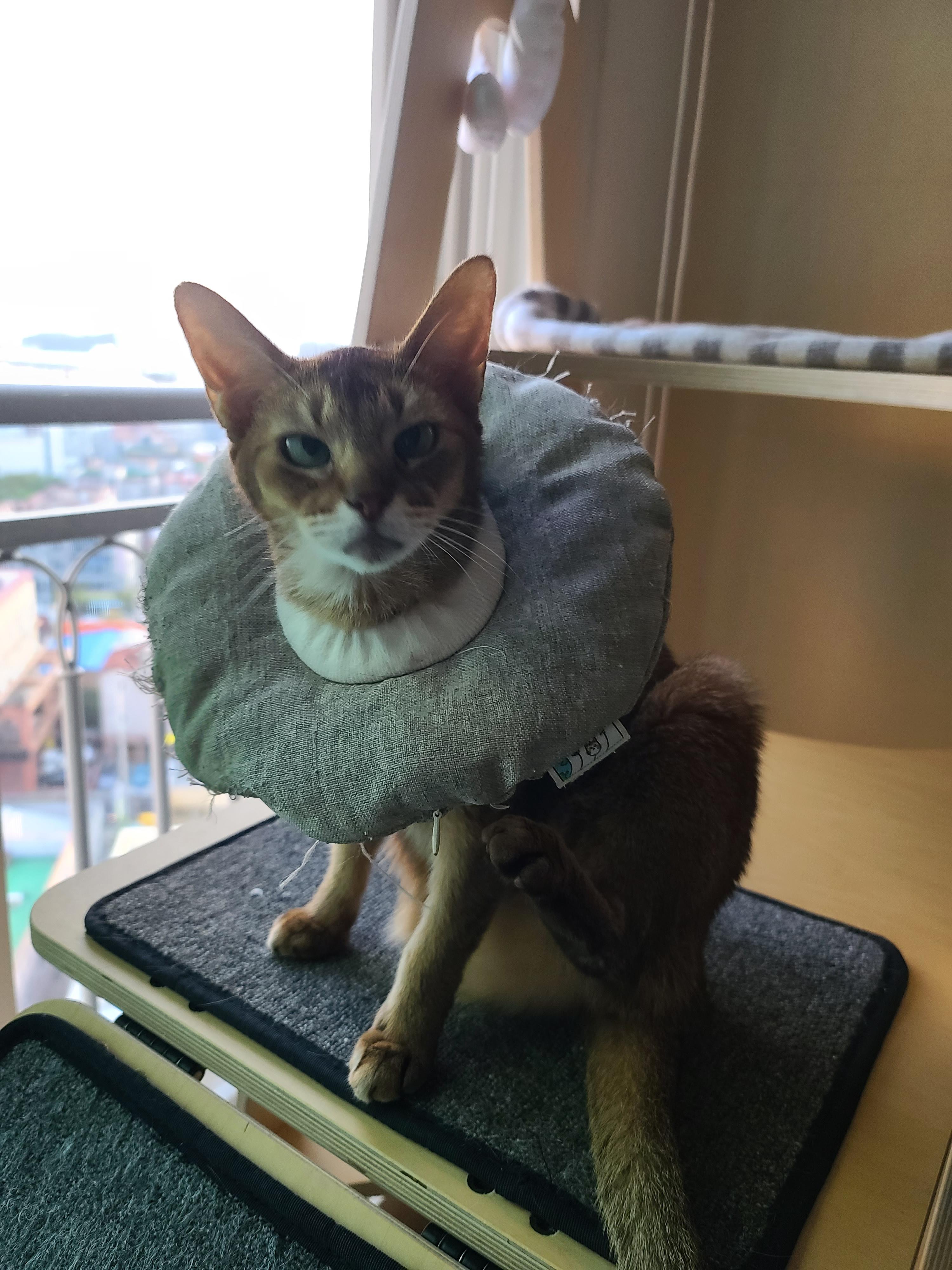 루디공주의 웃픈 넥카라 쇼!