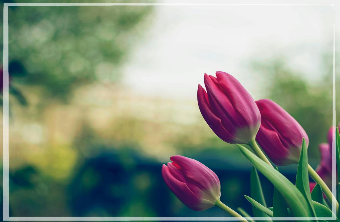 9월 11일 12띠 별자리 운세 완벽분석_3 원숭이띠&amp;#44;닭띠&amp;#44; 개띠&amp;#44; 돼지띠