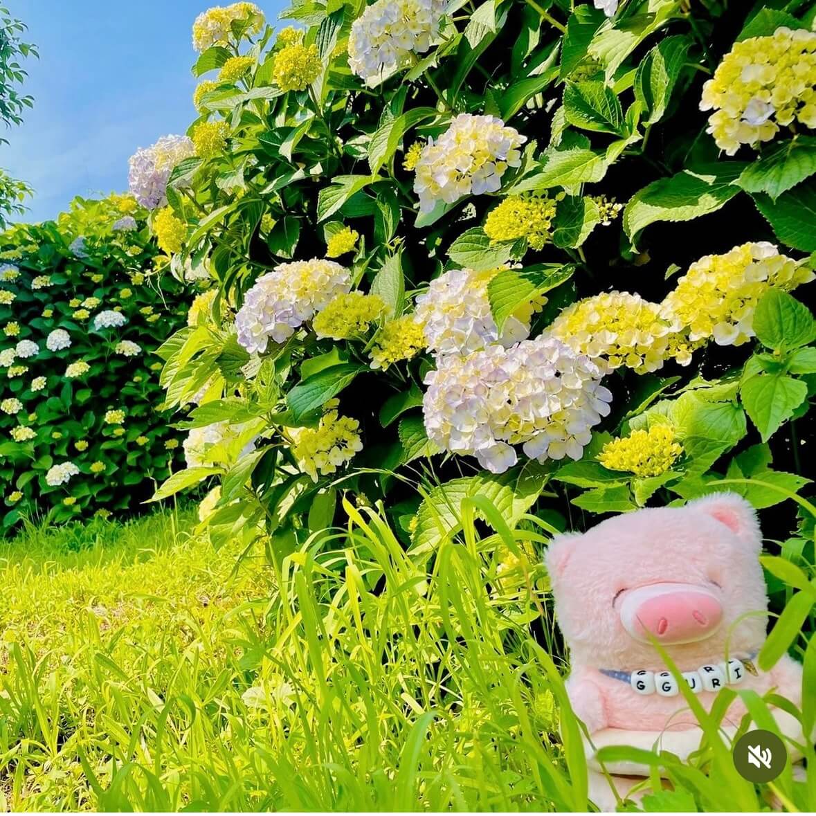 거제 저구항 수국축제