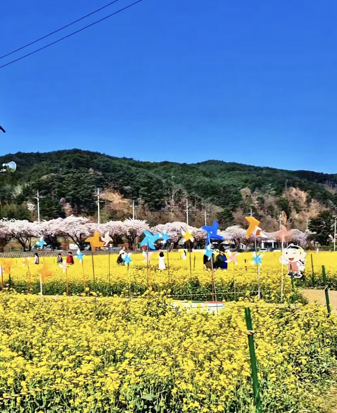 벚꽃은 짧다 지금 더 예쁜 봄꽃 명소 총정리(진달래 유채꽃 명소) 관련사진