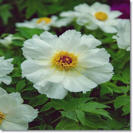 백작약 효능 및 주요 성분 활용법과 주의점