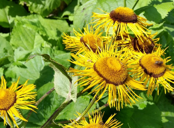 costusroot