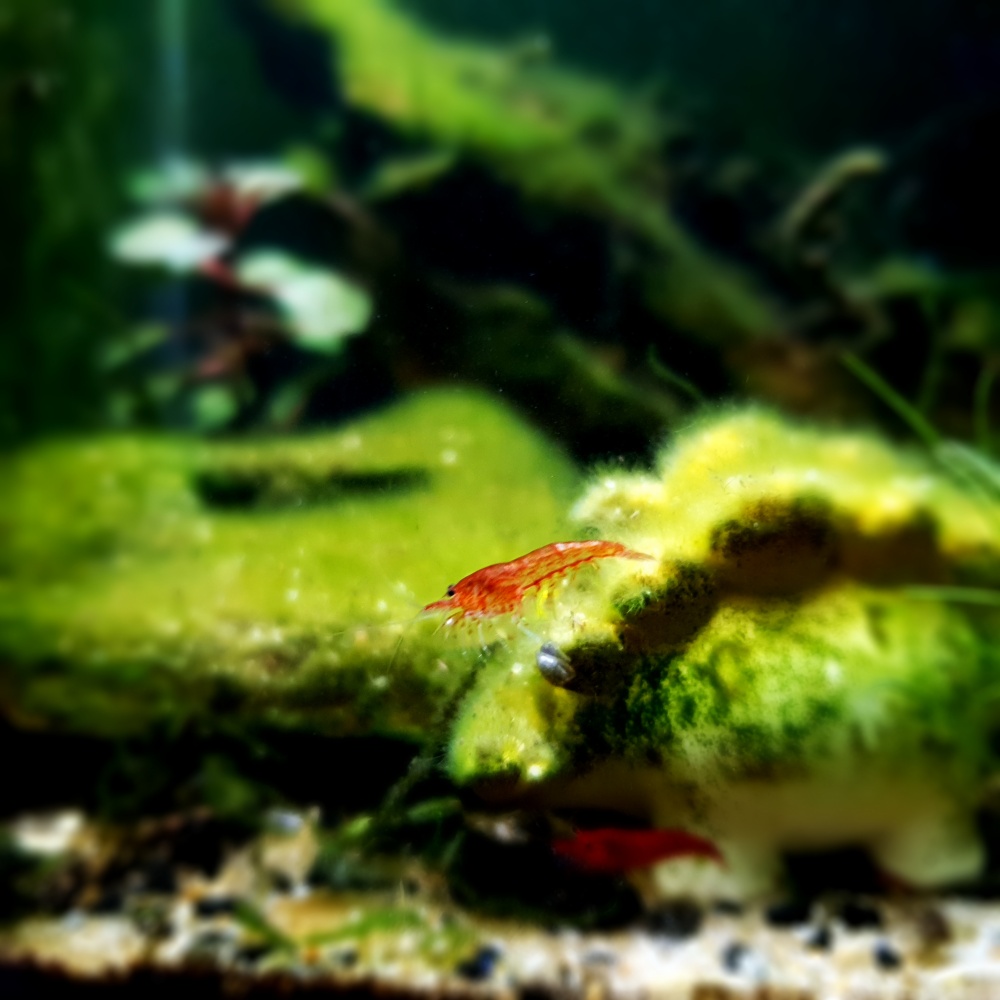 이끼를 먹고 있는 블러드메리새우