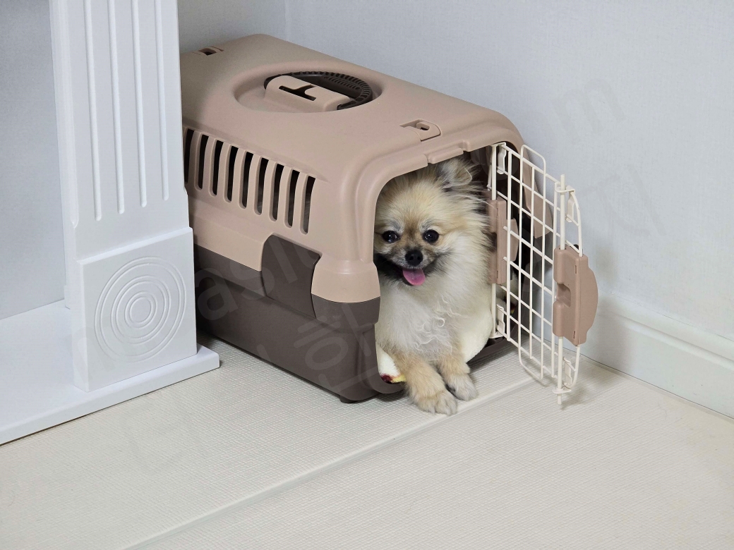 켄넬 안에 앉아 있는 강아지