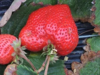 토양 개량 방법 유기물 석회 훈탄 염류집적 해결_13