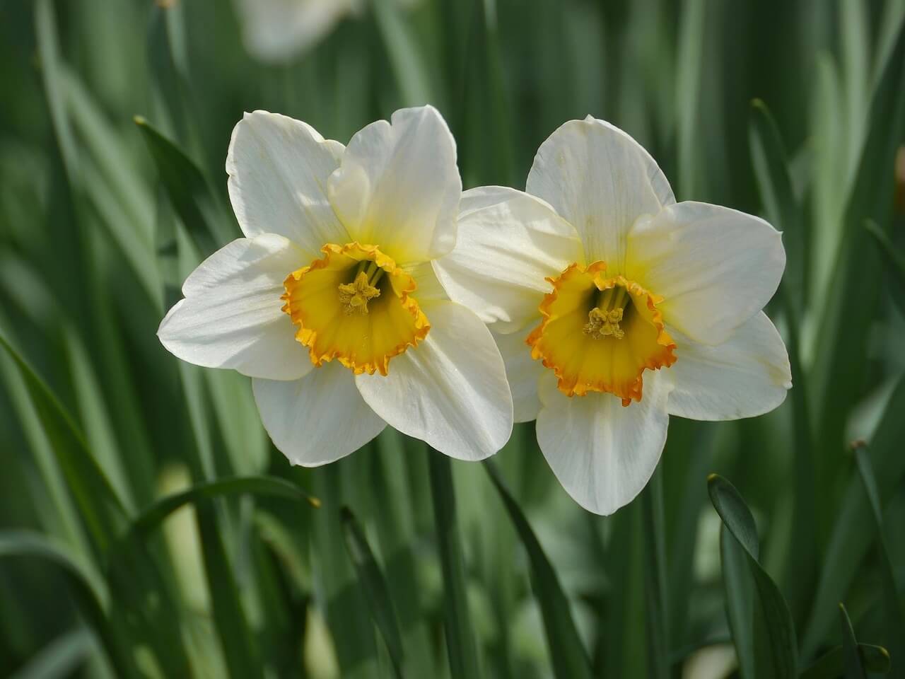 응봉산 개나리축제 기간
