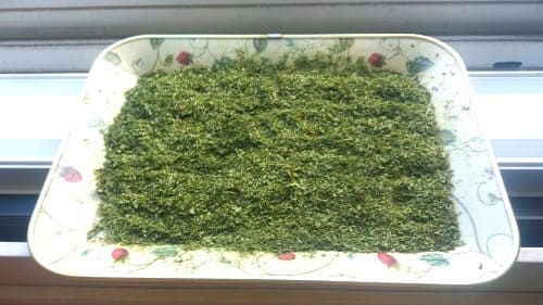 파슬리-가루만들기-만드는법-완성하기