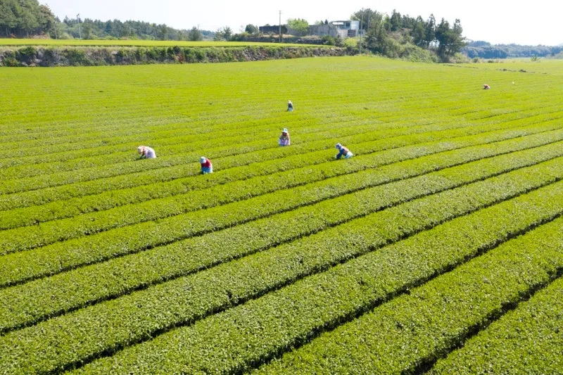 차나무 재배 잎 따기 시기 그늘 재배 향 유지_4