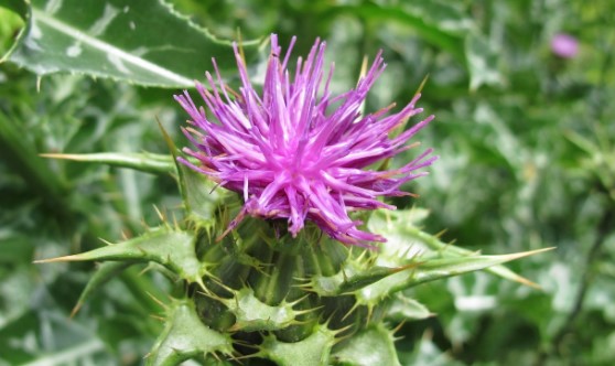 밀크시슬 올바른 복용법과 하루권장량