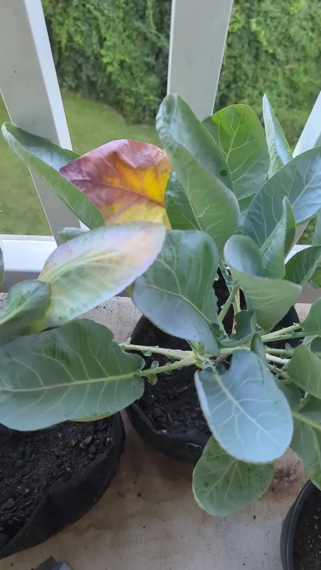 컬리플라워 재배 정식 후 관수 방풍 대책 영양 관리_6