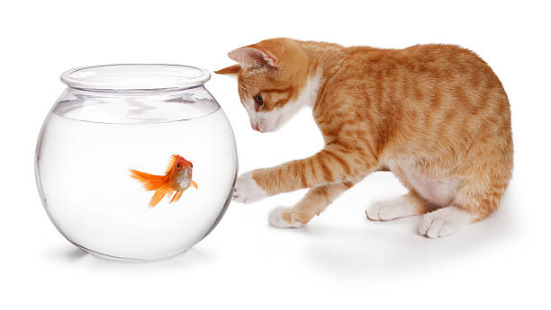 고양이 긁기 행동을 훈련하는 법