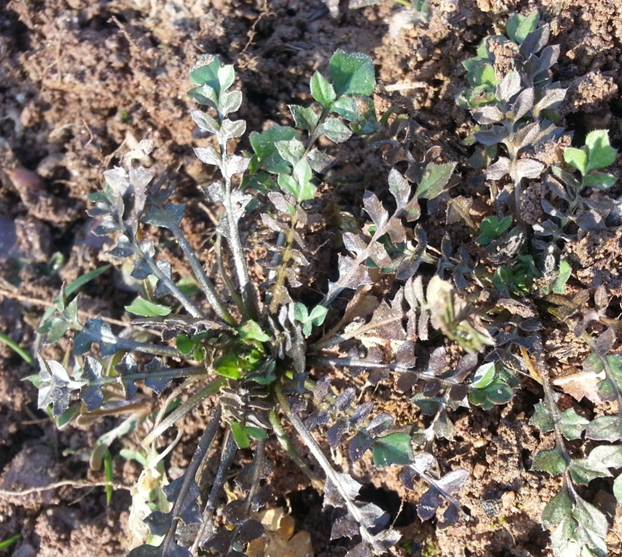 2월 제철음식 냉이 알아보기