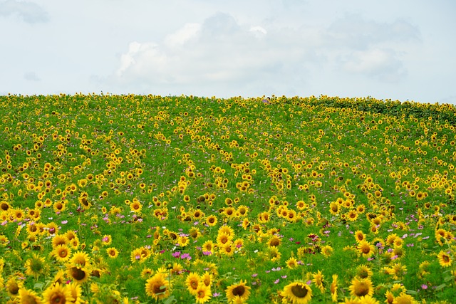 함안 강주 해바라기 축제 일정