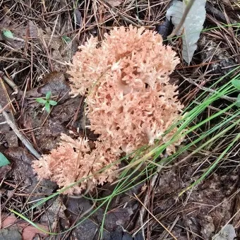 싸리버섯 효능 종류 채취시기 제철 손질법 요리법싸리 보관방법 정리_5