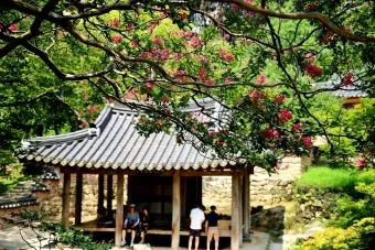 소쇄원 봄 앵두나무꽃 산수유 해당화 개화_20