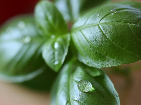 바질 씨드 대표 효능 5가지