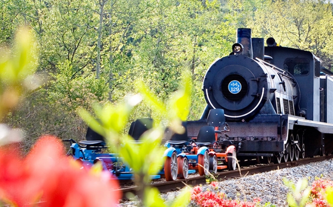 곡성세계장미꽃축제