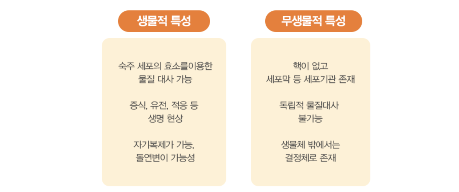고양이