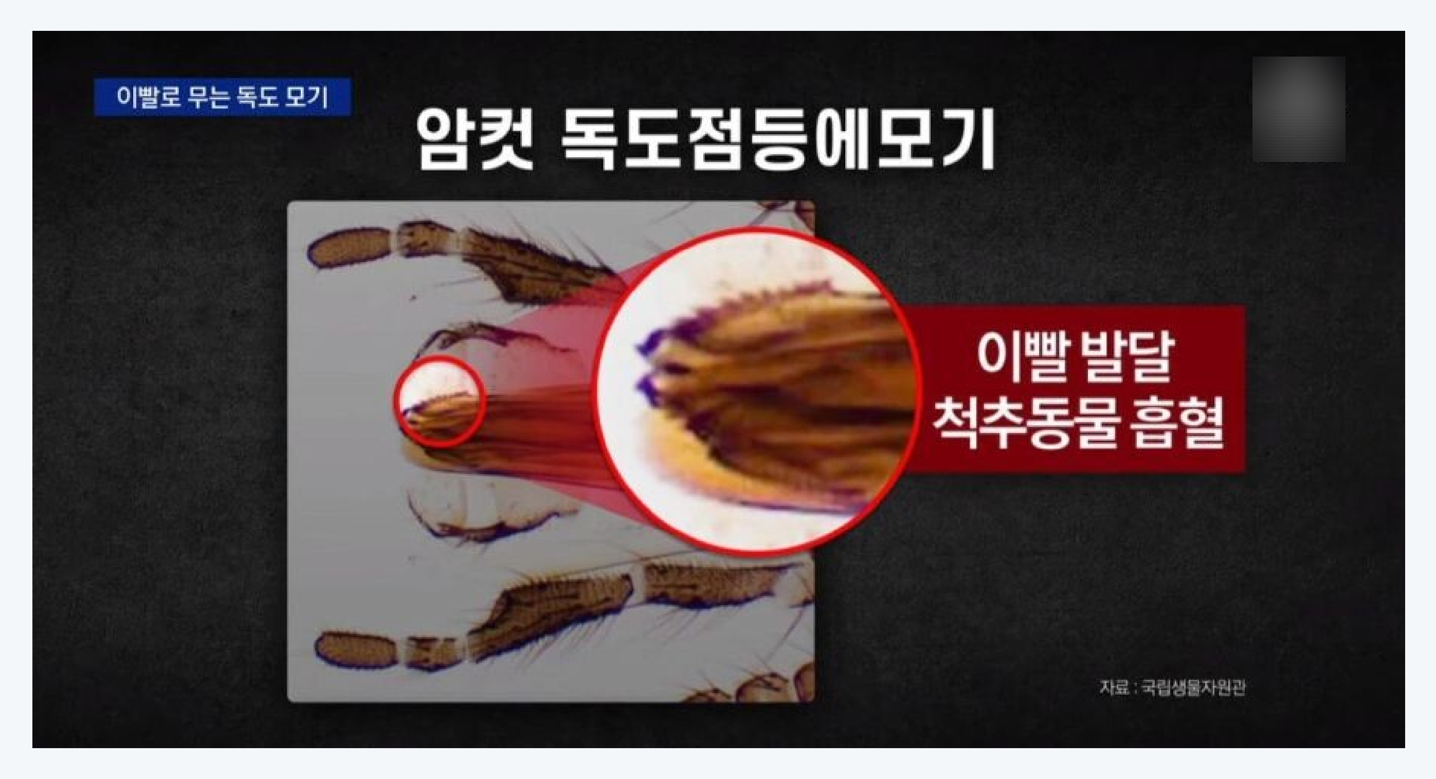 모기&#44; 독도점등에모기