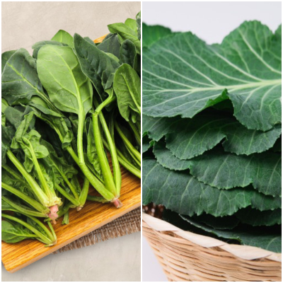 시금치와 케일 사진