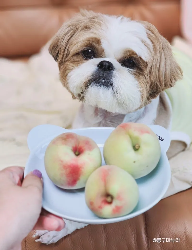 강아지 천도복숭아 먹어도 될까 안전한 급여 방법_3