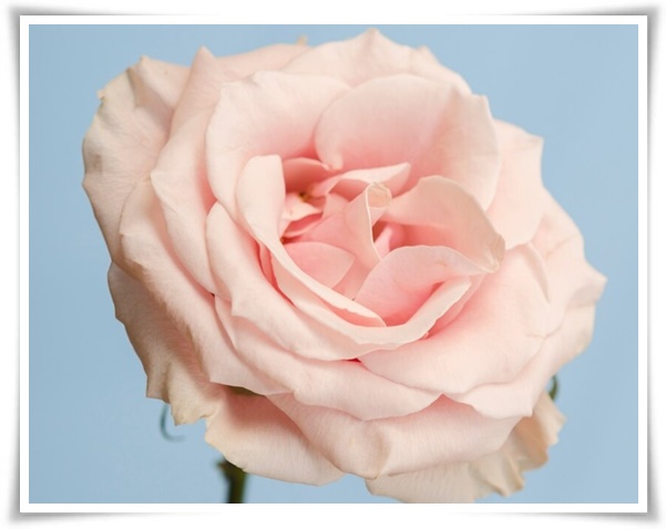 &quot;장미&quot; 천 년의 사랑을 품은 아름다움의 상징 매혹적인 꽃!고