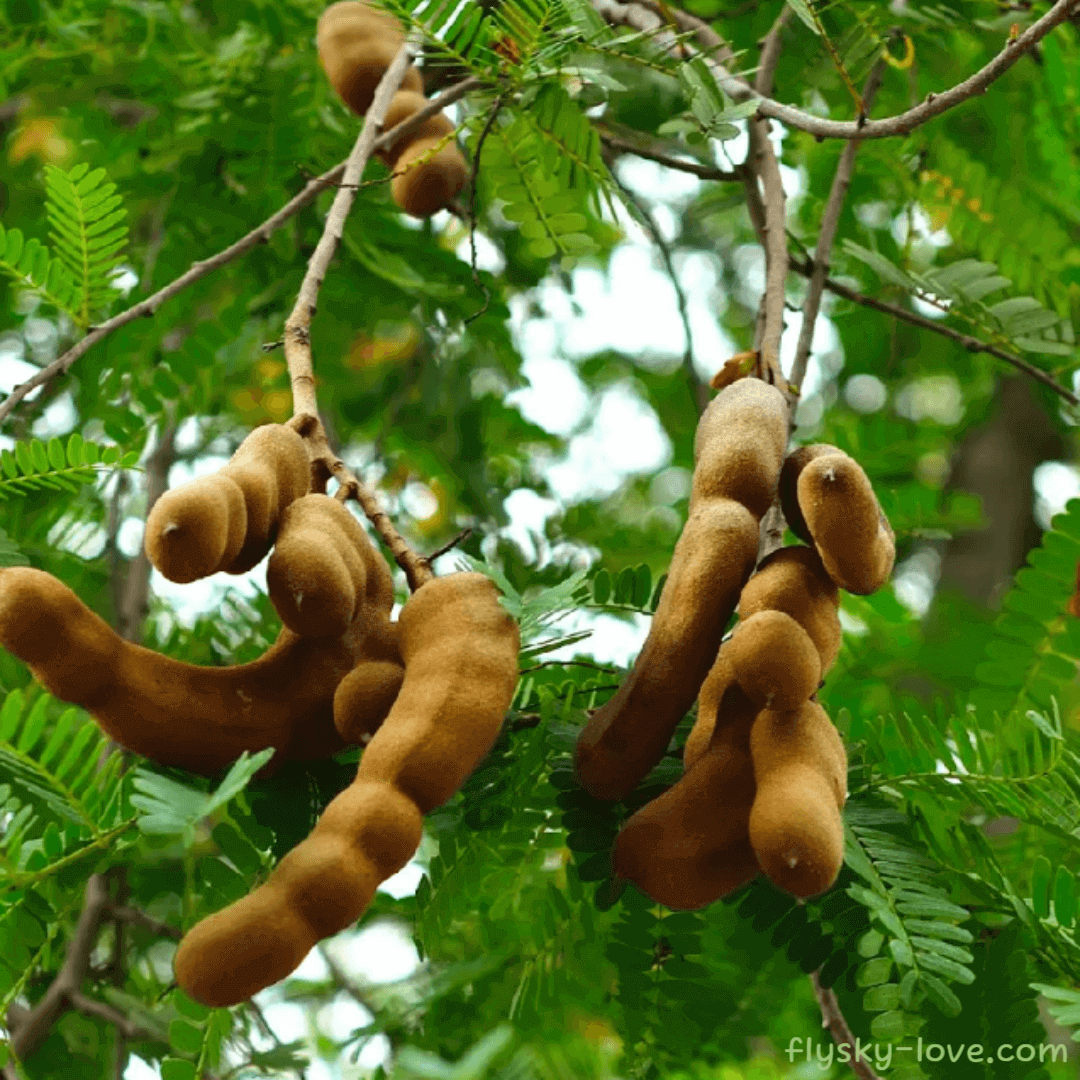 타마린드(tamarind)