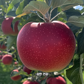 홍로 효능