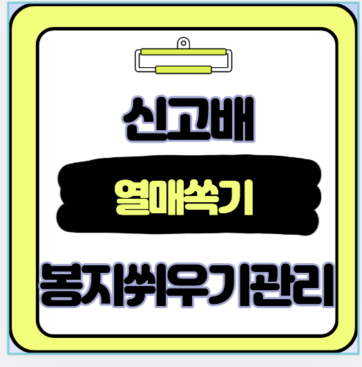 신고배 열매솎기와 봉지 씌우기