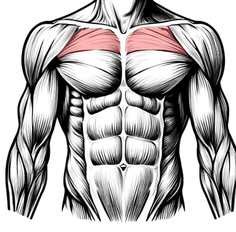 근육량 증가를 위한 식단과 운동