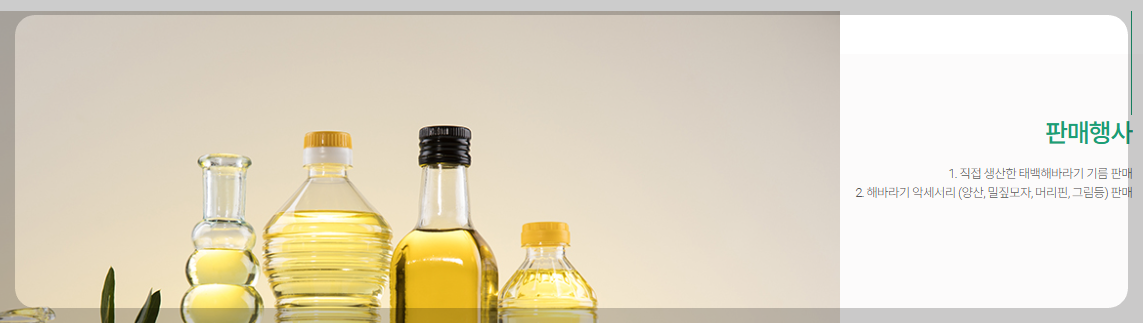 태백 해바리기축제